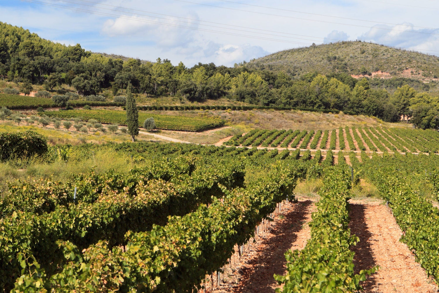 Château d’Esclans | Provence