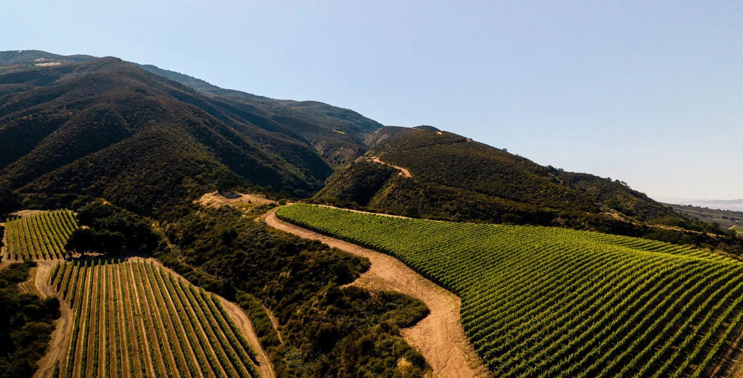 Pisoni Vineyard | Monterey County