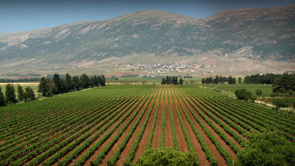 Château Ksara | Bekka Valley
