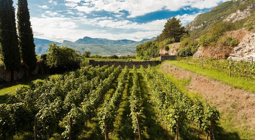 Bossi Fedrigotti | Trentino
