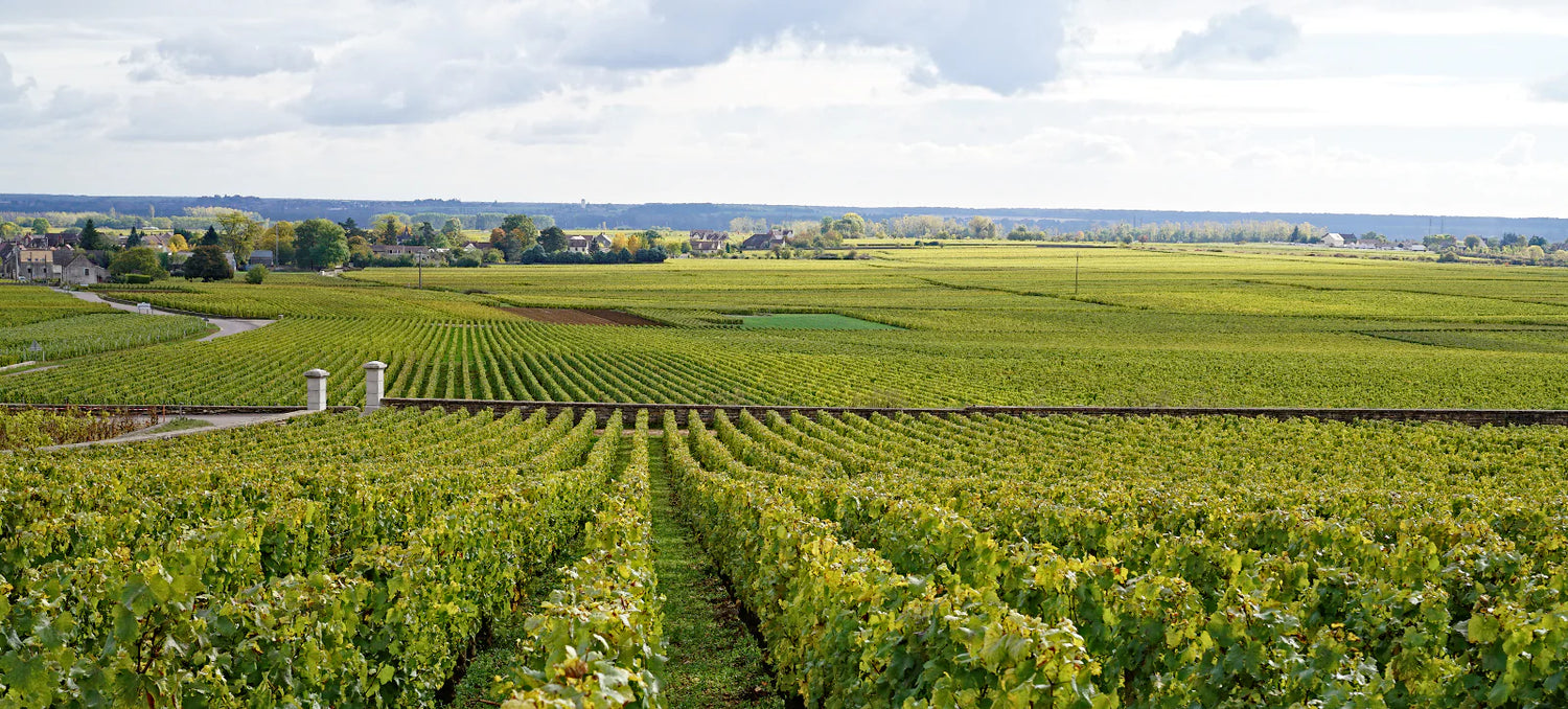 Puligny-Montrachet | France