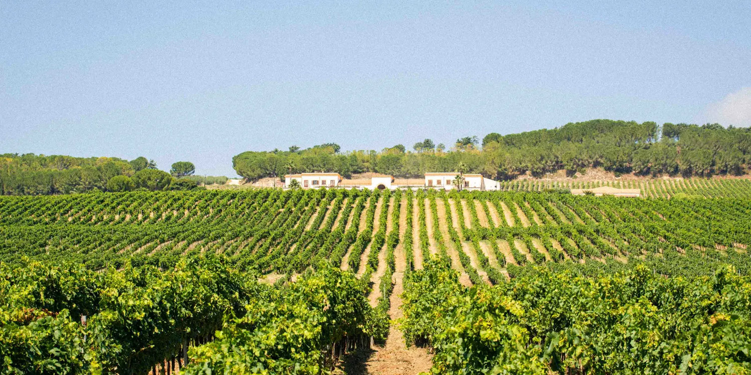 Feudo Arancio | Sicily