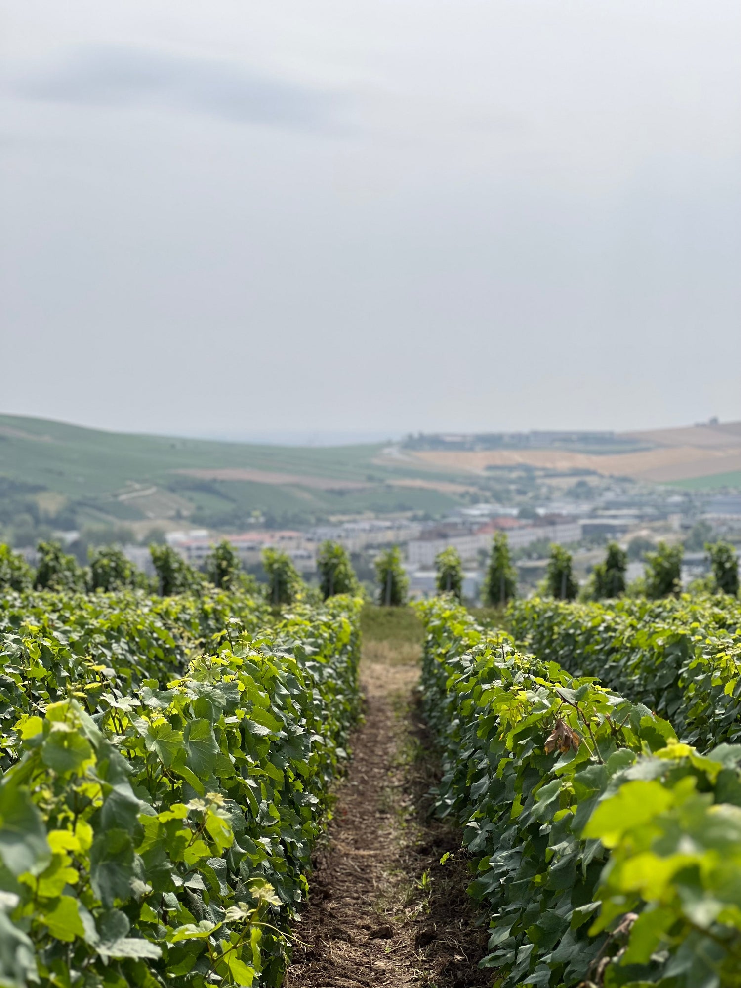 Champagne V. Testulat | Épernay