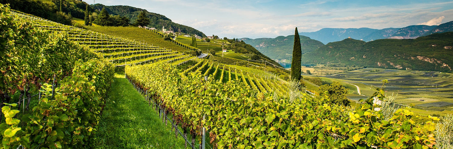 Tenuta J Hofstätter | Alto Adige