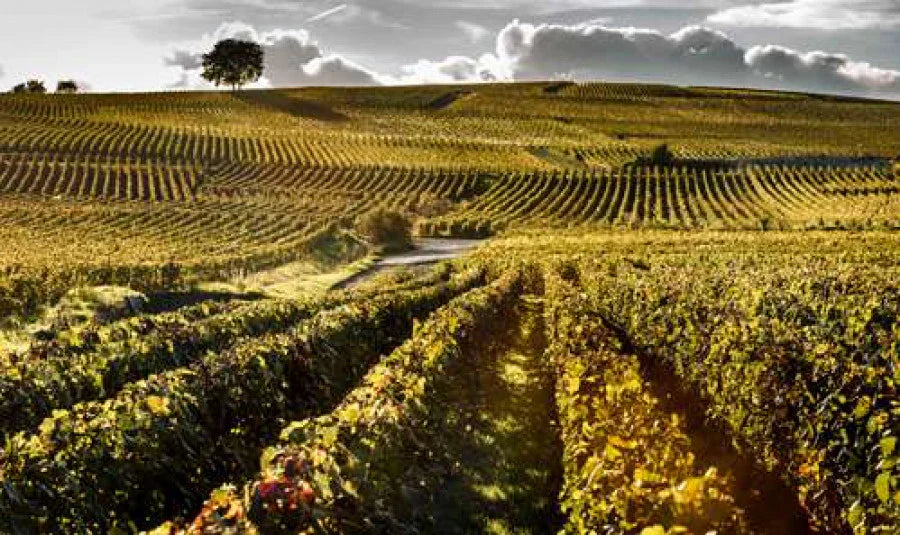 Laurent-Perrier Champagne  | Tours-sur-Marne