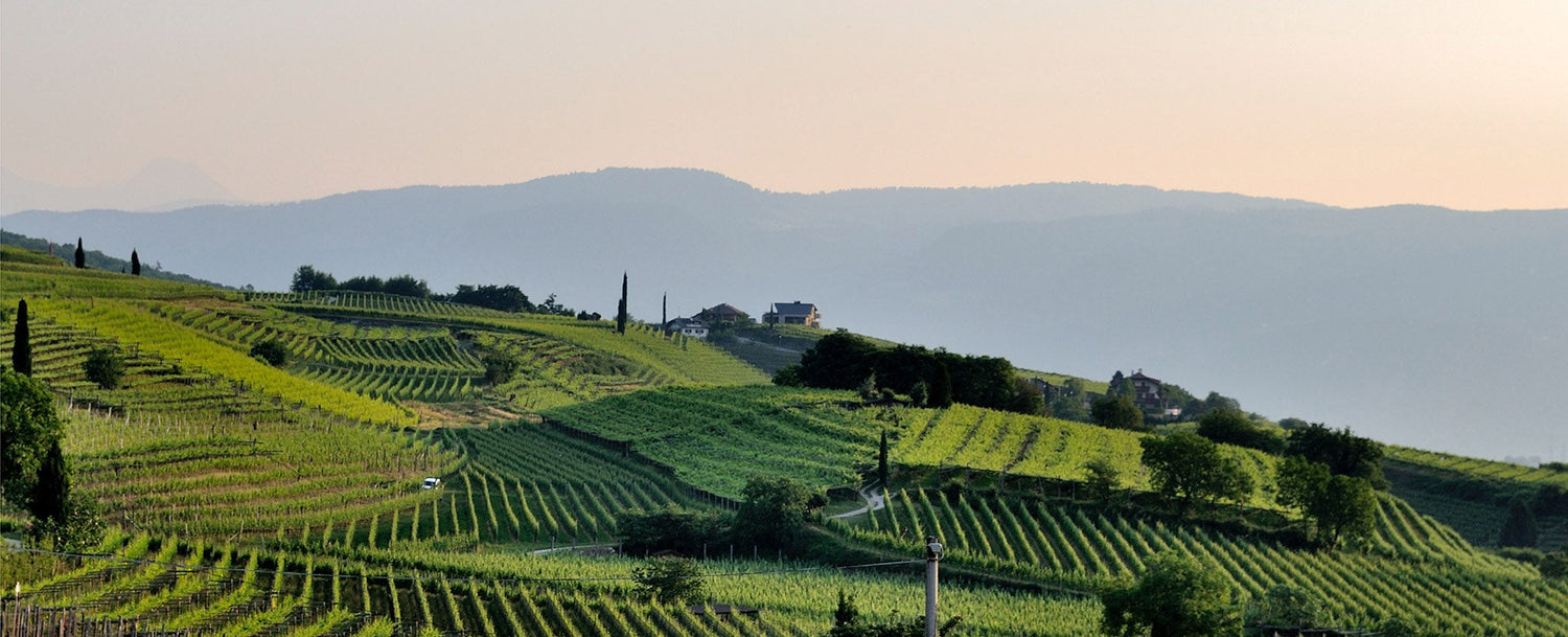Vineyards L-R