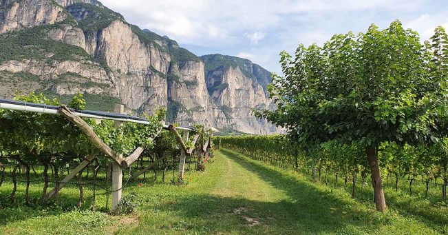 Mezzacorona | Trentino
