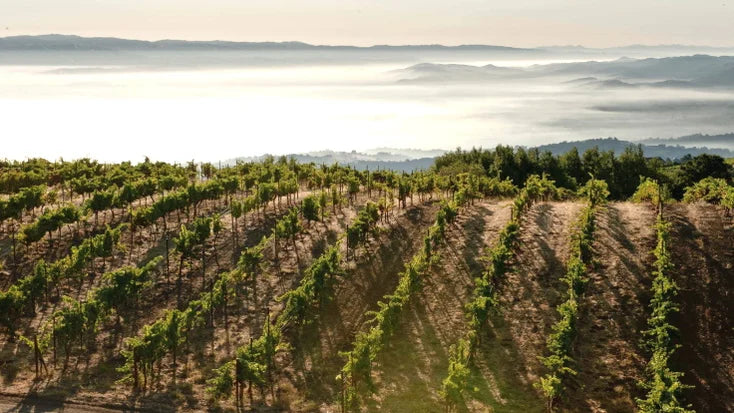 Ridge Vineyard | Sonoma County