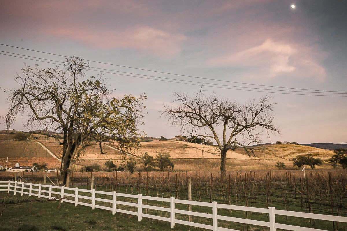 Vineyards S-Z