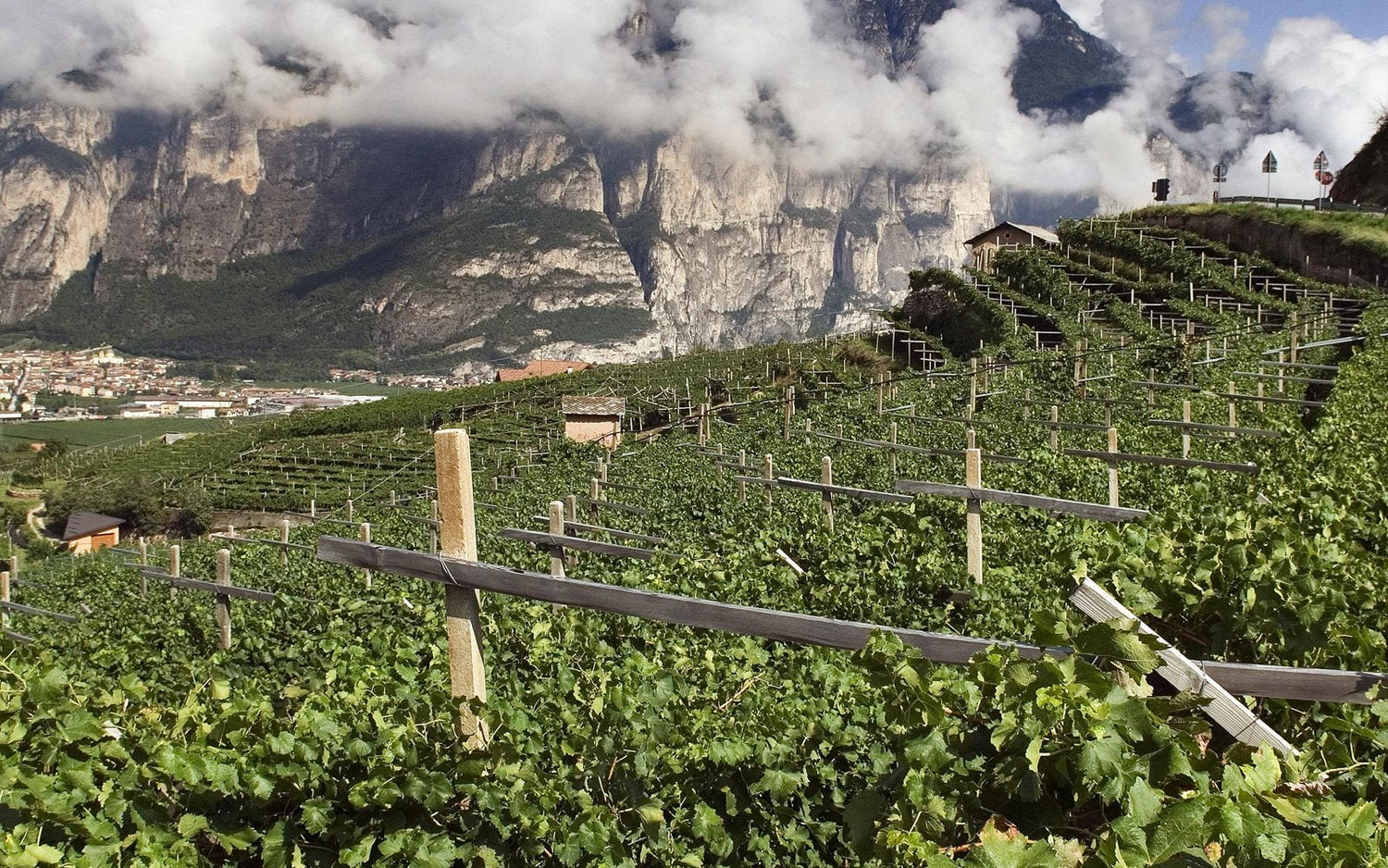 Terre del Noce | Alto-Adige