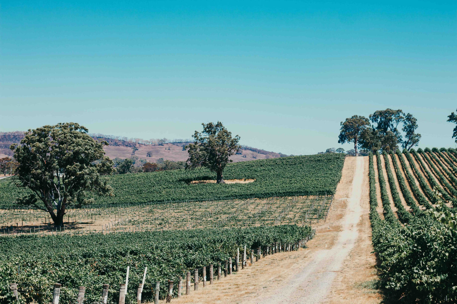 Unico Zelo | Adelaide Hills | Orange Wine