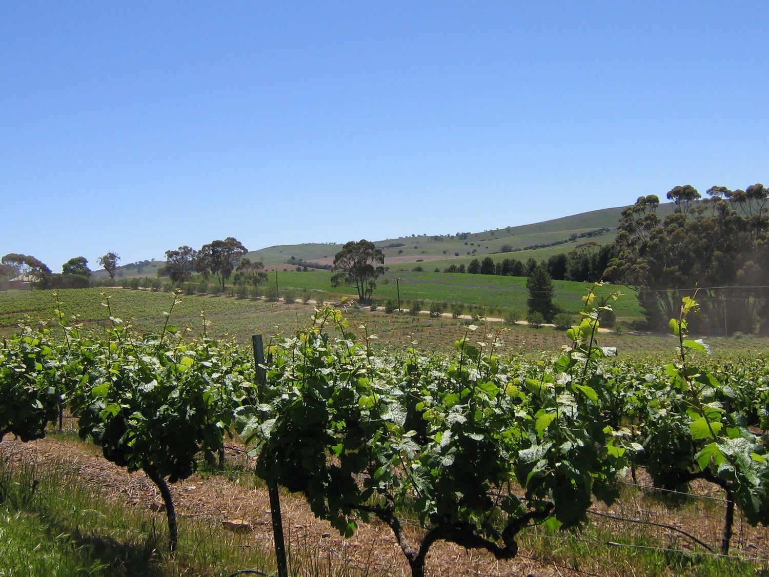 Clare Valley | Australia