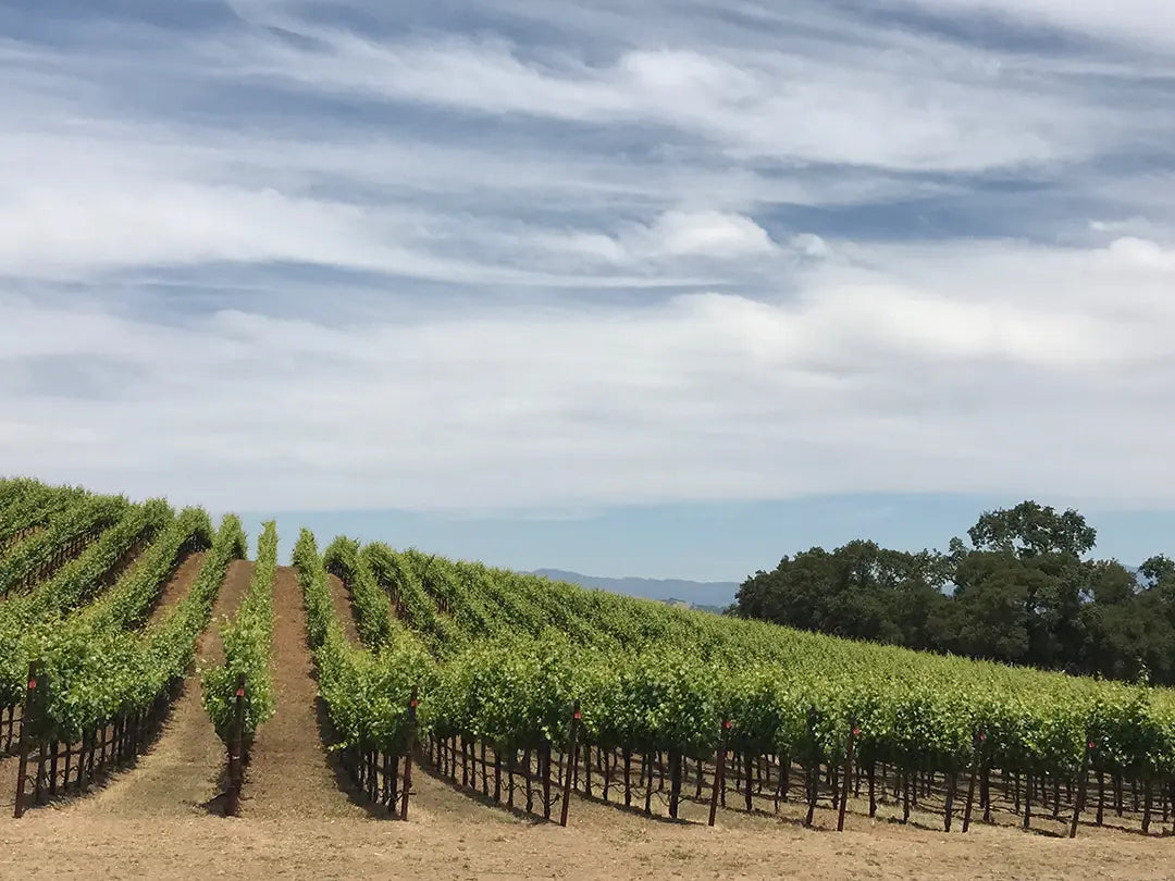 Williams Selyem, Sonoma, USA