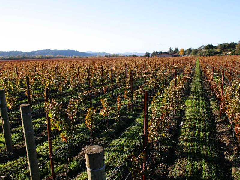 Olivier Coste | Languedoc