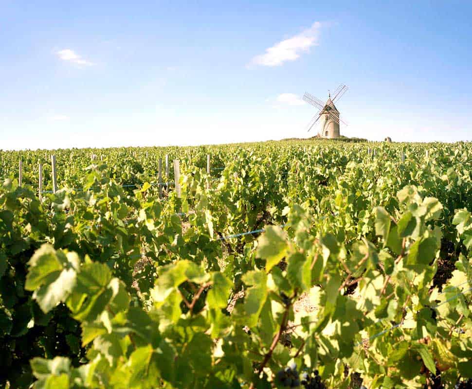 George Duboeuf | Beaujolais