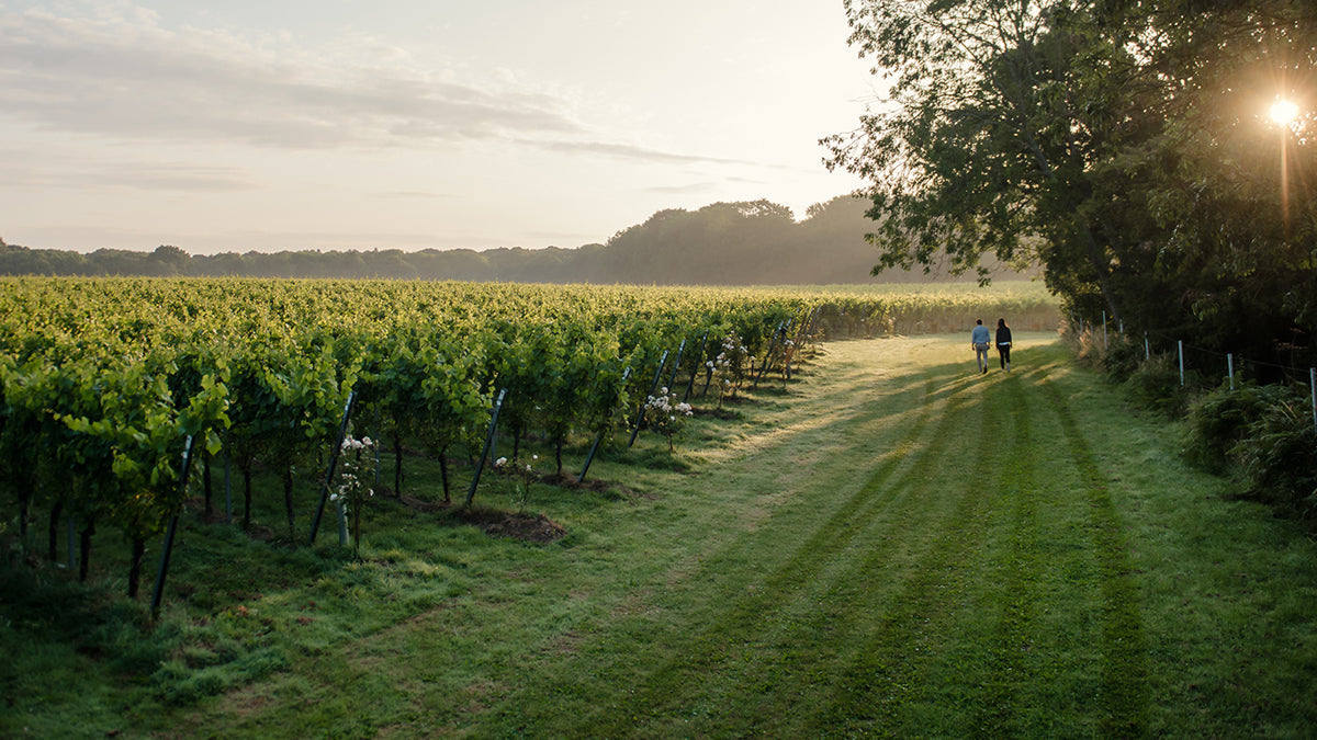 Gusbourne Vineyard, Kent