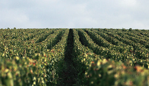 Louis Roederer vineyard