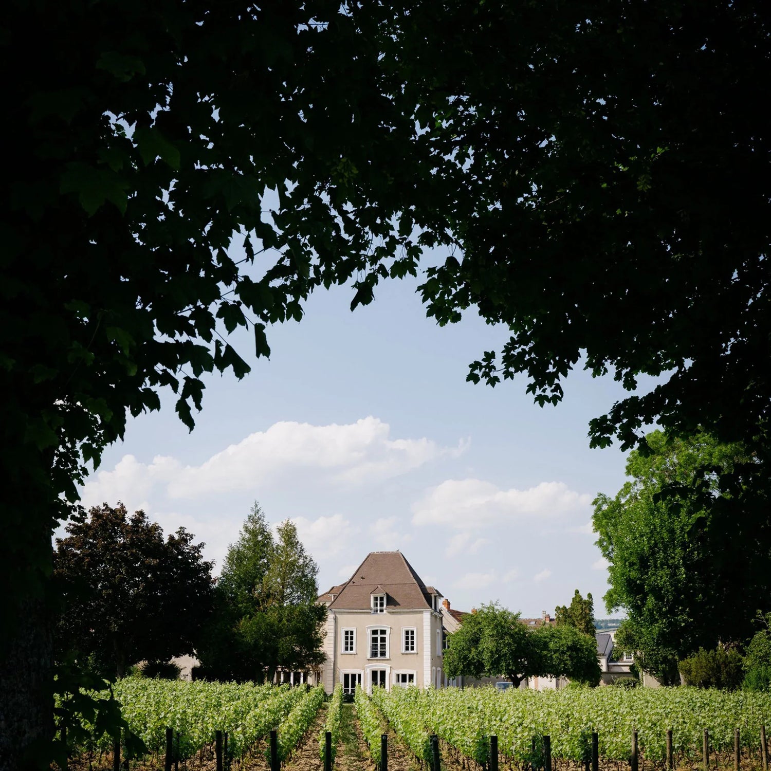 Champagne Jacquesson | Dizy