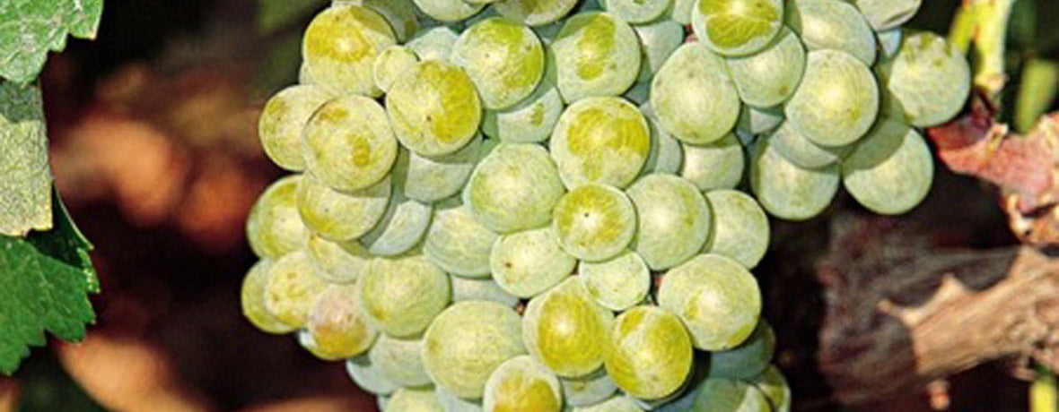 Malagouzia