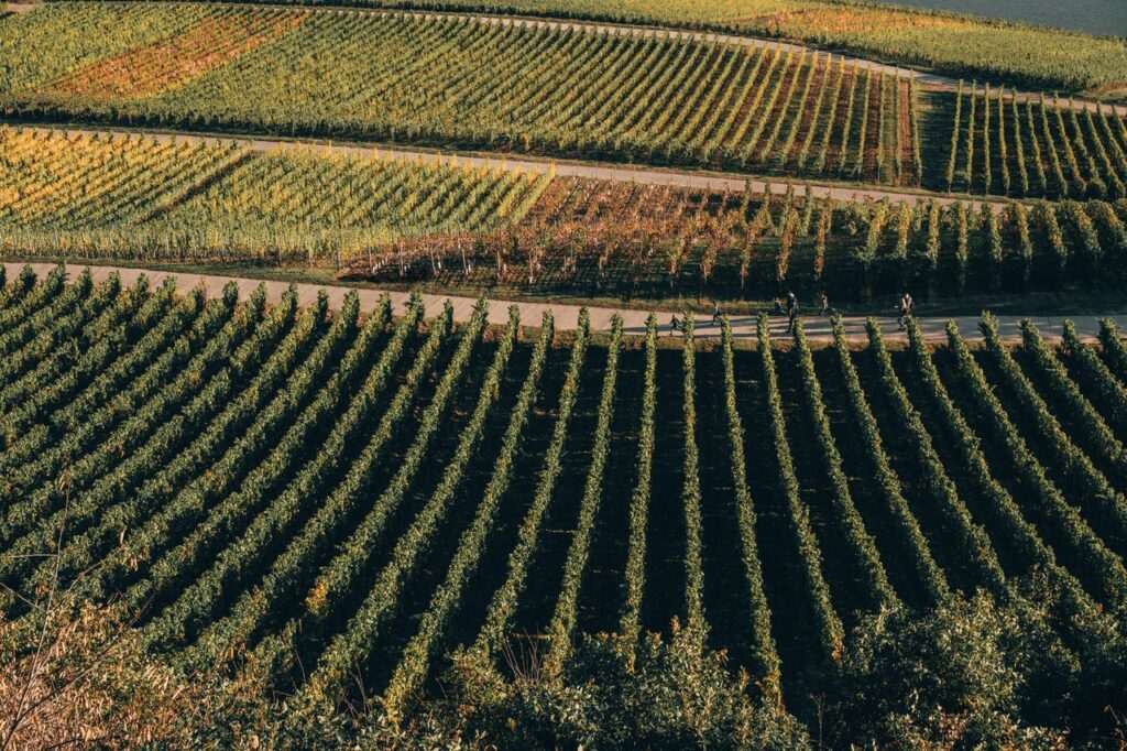 🌎 Everflyt - UK  Best English Sparkling wine