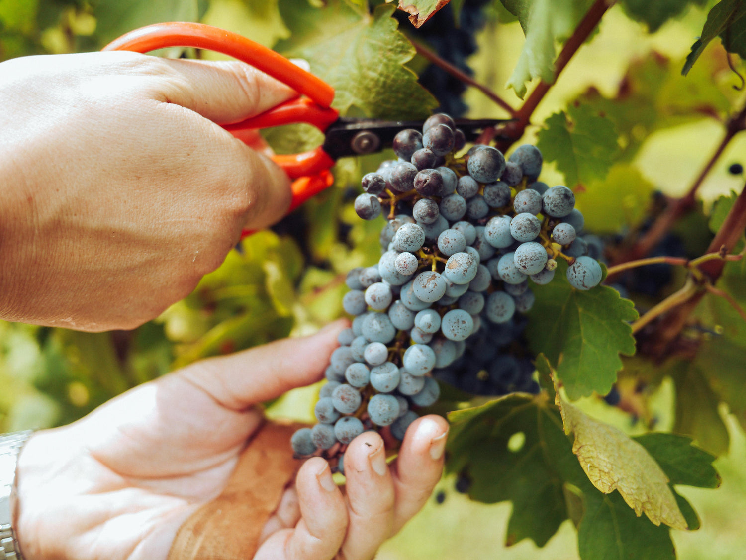 Grapes A-D