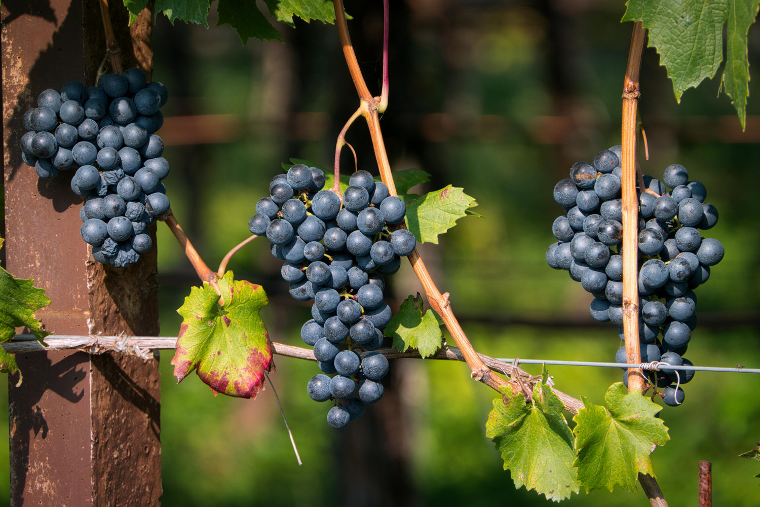 Grapes S-Z