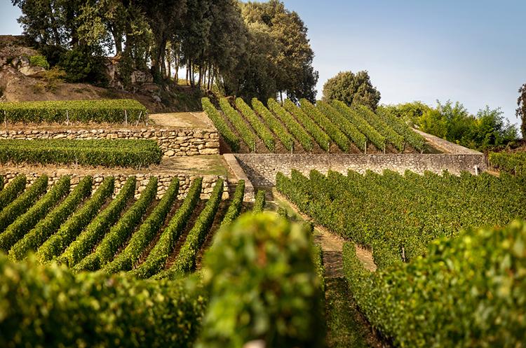 Christian Moueix | Napa Valley