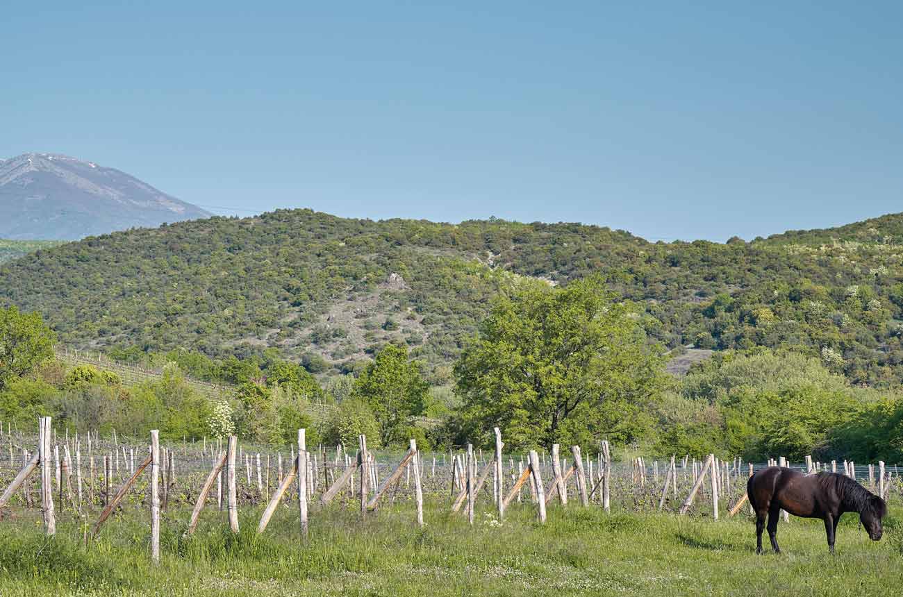 Thymiopoulos Vineyard | Naoussa