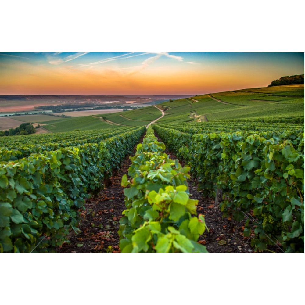 Vineyard landscape with rows of grapevines under a sunset sky.
