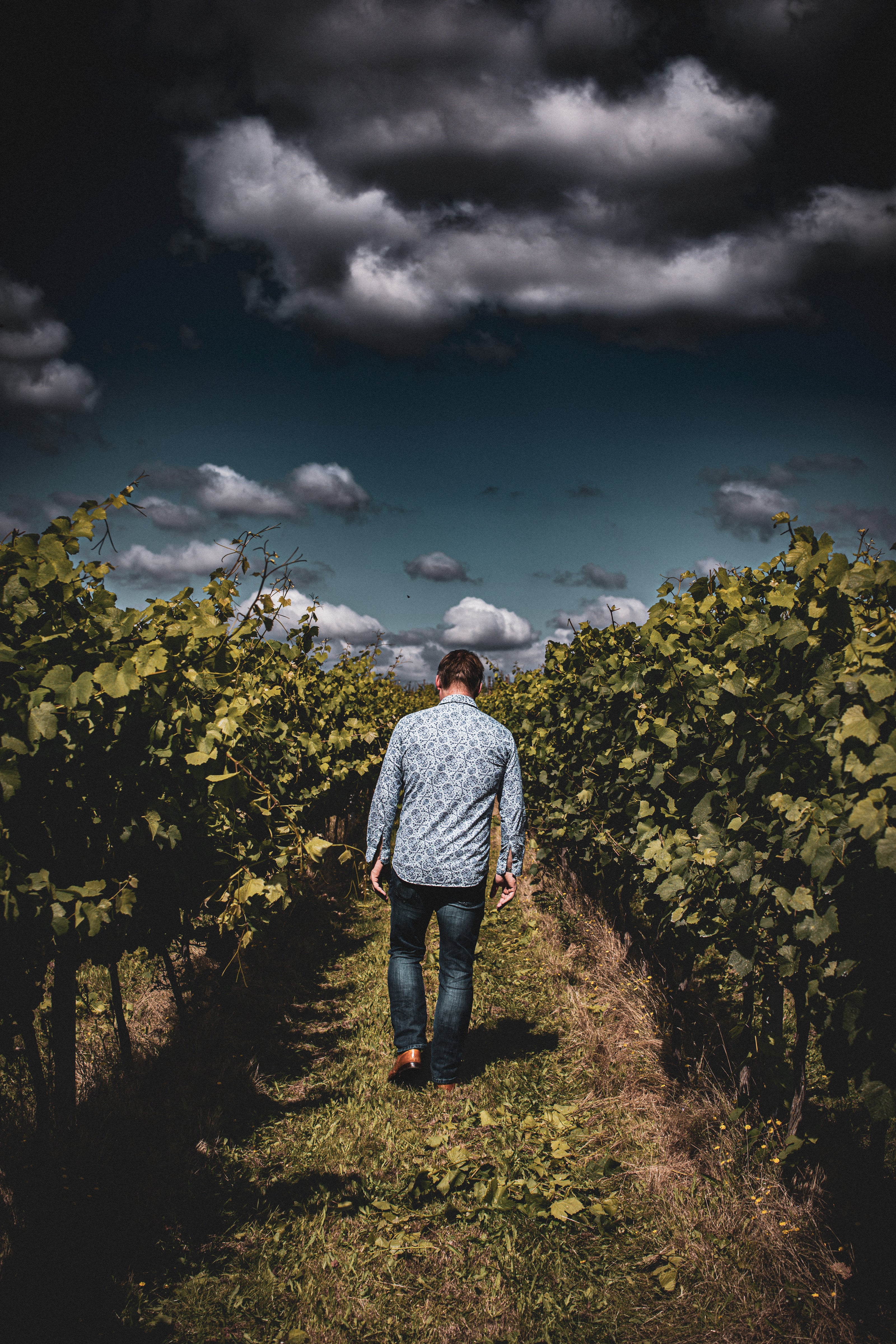 The grape wizard walking through a vineyard with a dark, cloudy sky above.